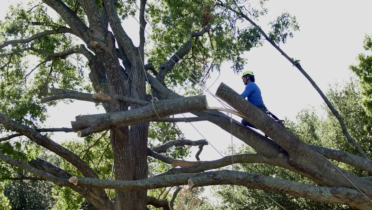 Professional Hazardous Tree Removal performed by certified arborists in Hedgesville