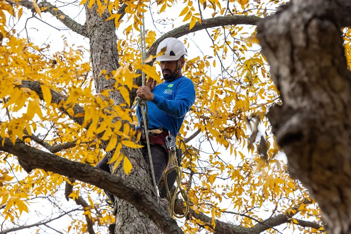 Skilled Tree Planting crew working in Hedgesville